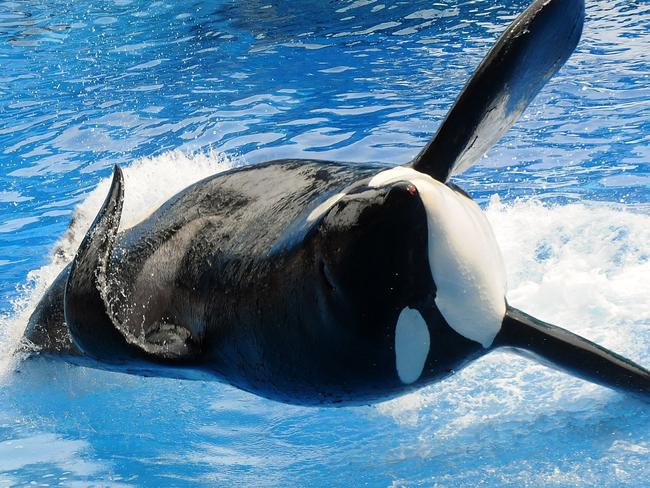 Performing ... Killer whale "Tilikum" during its show "Believe" at Sea World in Orlando, Florida. Picture: Getty