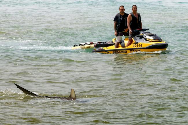 Sharks getting closer to the shoreline in Hadera, central Israel