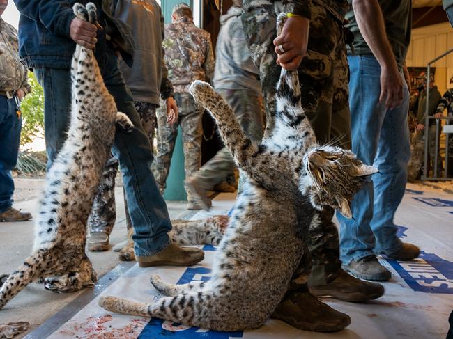 Contestants line up to have their bobcats weighed in the March 2022 West Texas Big Bobcat Contest, the highest-paying predator-hunting contest in the USA. In Texas, certain predators such as bobcats, mountain lions and coyotes have no protection and can be killed at any time and by any means. Karine Aigner/Wildlife Photographer of the Year