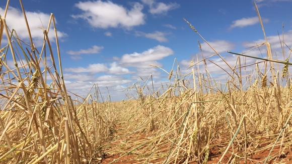 James O'Day's crops were hit hard by hail on Thursday.