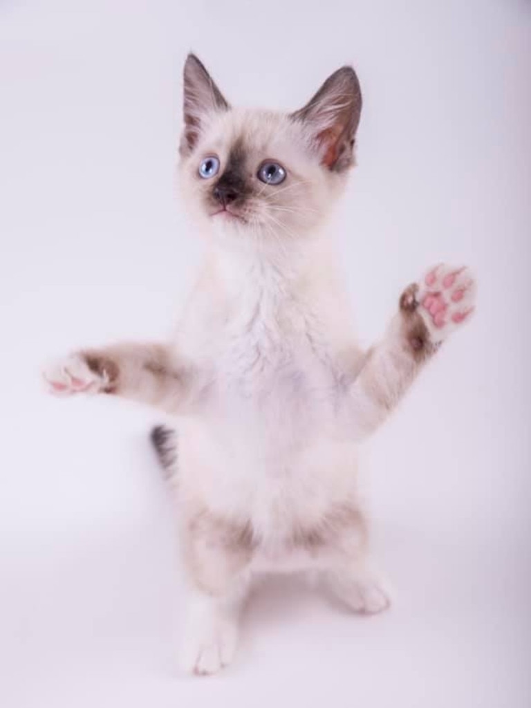 This is Rocky. He’s a 12wk old Sealpoint Ragdoll. Picture: Melissa Howie. Cutest cats in Pine Rivers. 