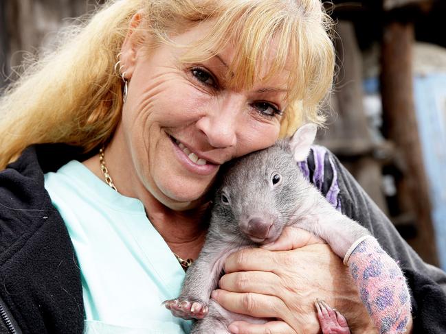 Roz Holme has saved thousands of wombats over the past 30 years. Her latest addition to the injured list arrived with a broken leg and now needs a name. Picture by Peter Lorimer.