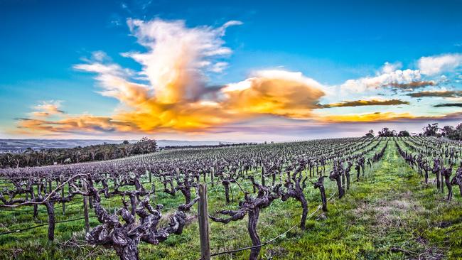 Is McLaren Vale Australia’s most over-rated area, asks Peter Goers. Picture: Ben Heide