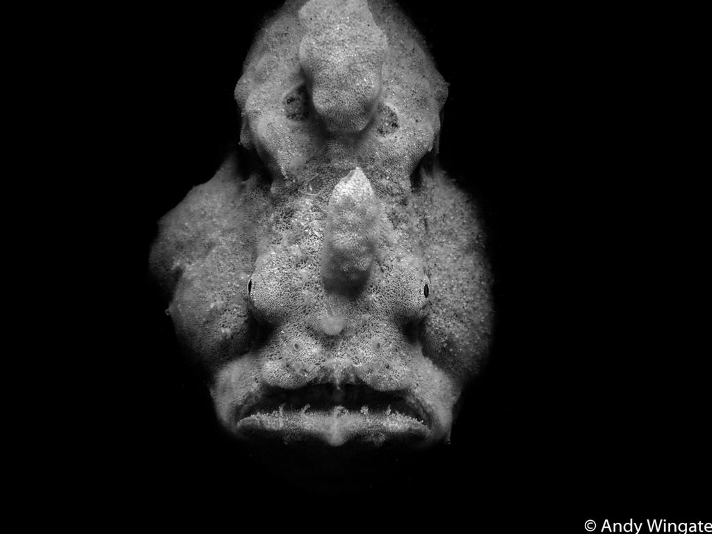 Monochrome runner-up: An anglerfish waiting for its unsuspecting prey, Gold Coast Seaway, QLD. Picture: Andy Wingate/2020 Australian Geographic Nature Photographer of the Year Awards