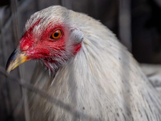 AUSTIN, TEXAS - JANUARY 23: A rooster is held in a cage on a farm on January 23, 2023 in Austin, Texas. The poultry industry as well as private flocks are suffering a health crisis as a bird flu continues to spread across the United States, contributing to a spike in egg prices. Almost 60 million birds have been infected in the worst outbreak on record.   Brandon Bell/Getty Images/AFP (Photo by Brandon Bell / GETTY IMAGES NORTH AMERICA / Getty Images via AFP)