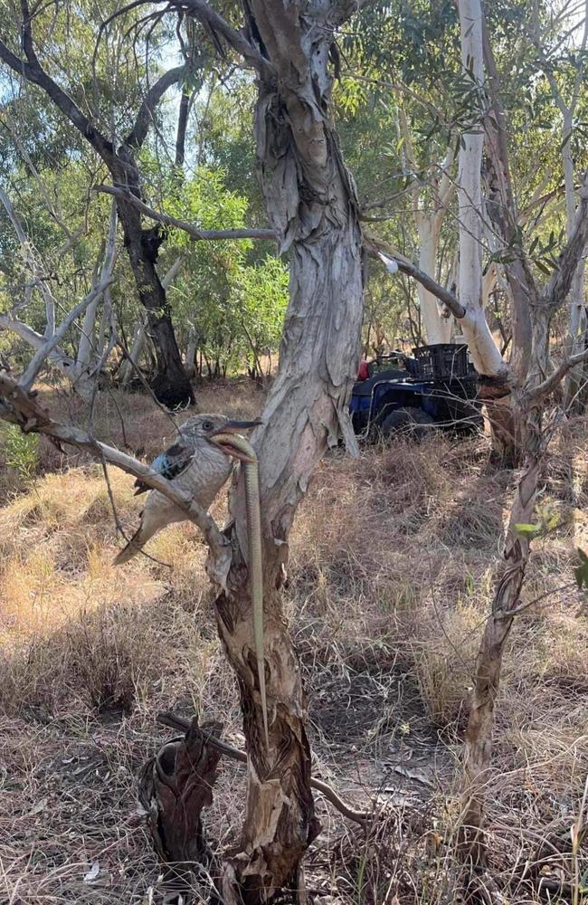 A kookaburra dines out on a snake at least double its size. Picture: Kirk Morton