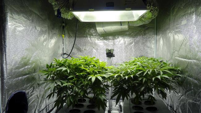 Police found a hydroponic cannabis set-up in a search warrant on Tuesday. File Photo.