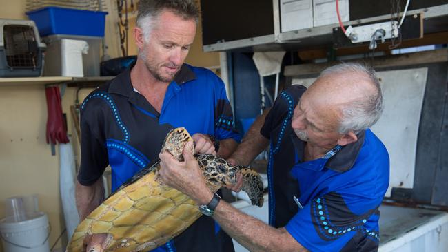 A hawksbill turtle at the park called Dolphin Marine Magic at the time. Grant Willis and Greg Pickering, 2017.