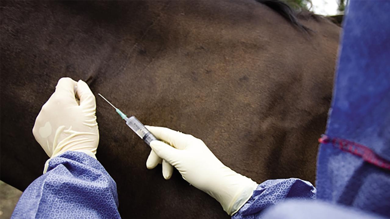 Biosecurity Queensland is encouraging horse owners to get their horses vaccinated to protect against the Hendra virus.