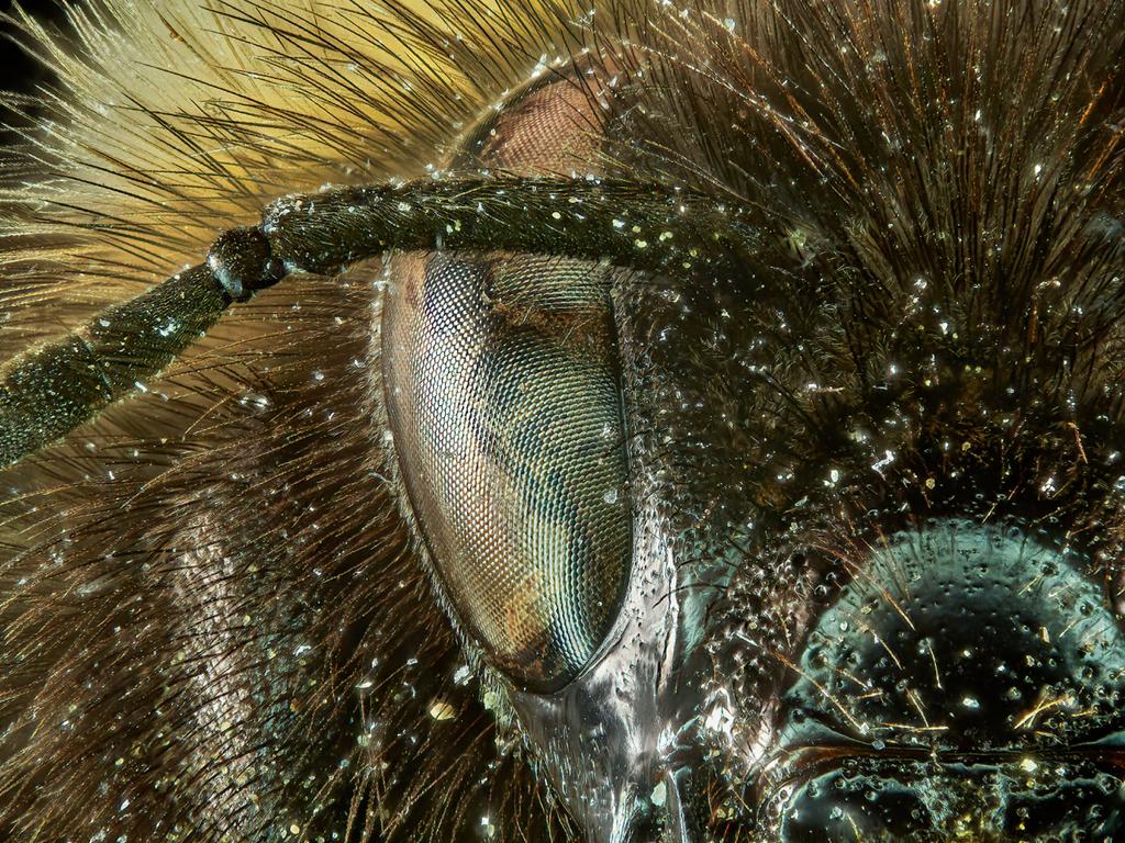 A close-up portrait of a bumblebee shows the details of its eye and antenna. Picture: Francis Principe-Gillespie