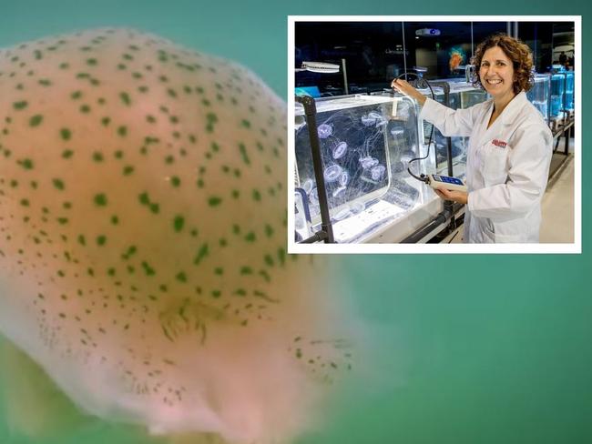 Griffith University professor Kylie Pitt is an expert in jellyfish.