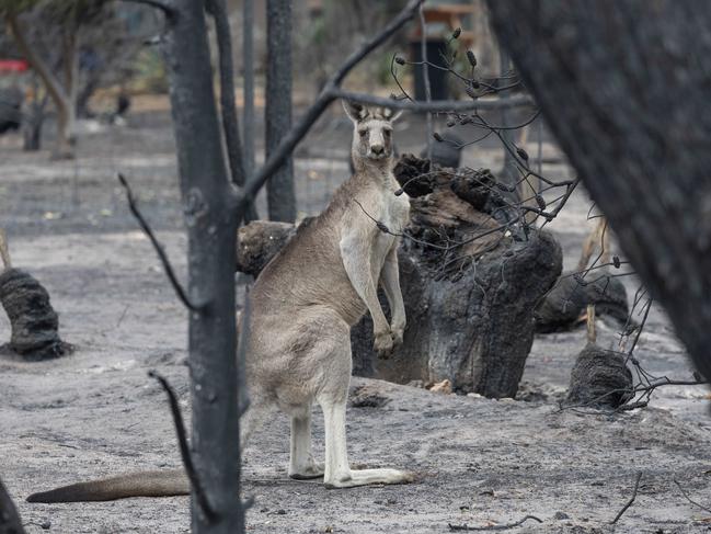 A kangaroo stands amid the destruction. Picture: Jason Edwards