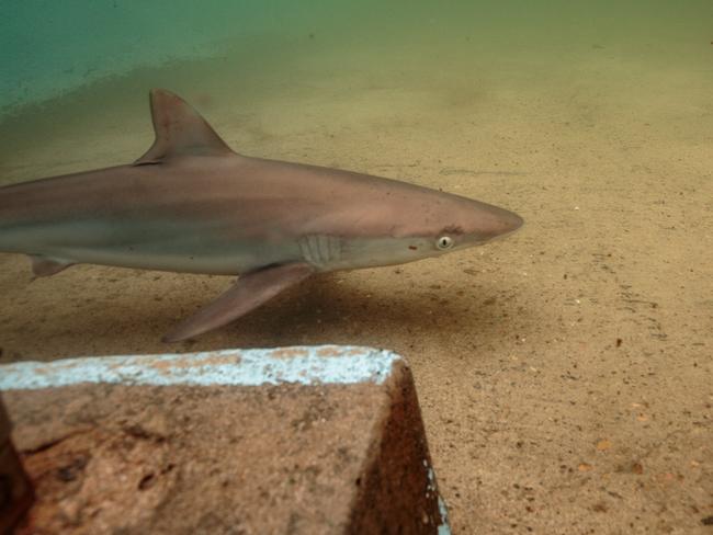 It’s believed the shark had been in the pool overnight. Picture: RitaKluge.com