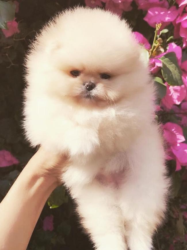 Another pet to add to the collection for the Kardashians who will probably be forgotten about in a few weeks time... Picture: Kim Kardashian / Instagram
