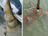 Bizarre find submerged in popular lake