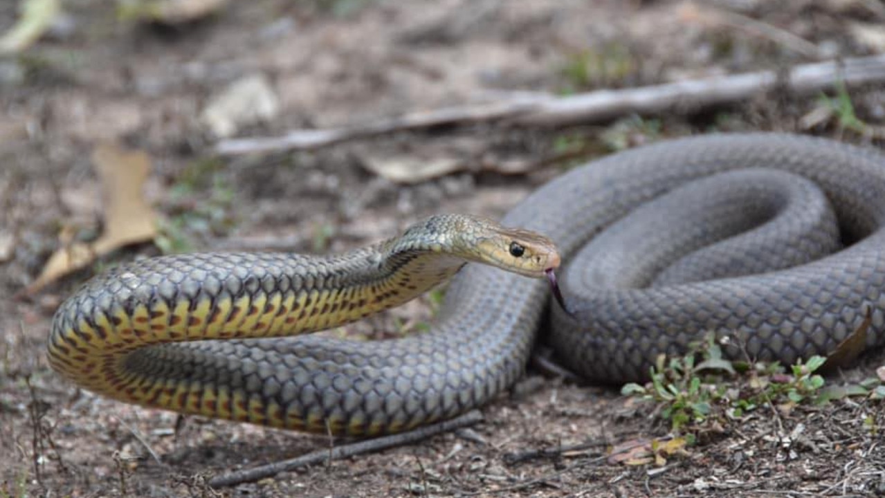 Jake Stinson says snakes aren't out to get anyone and just want to go on their way.