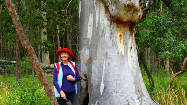 A massive gum tree on the site at Heinemann Rd, where a family of eagles lives. PHOTO: Supplied
