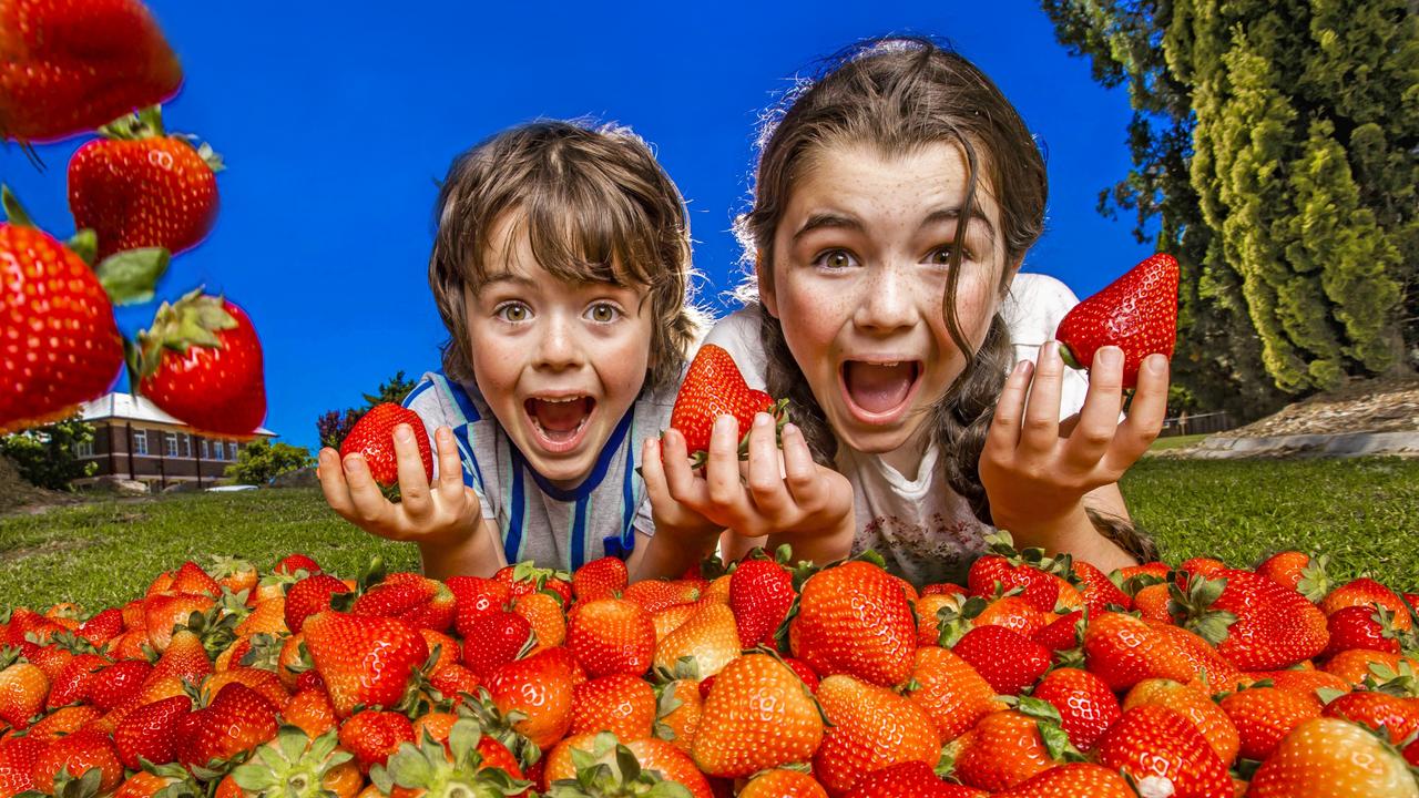 Havana, 10 and Sebastian Torrisi, 7 from Stanthorpe with some delicious Ashbern Farm Strawberries for the 2022 Stanthorpe Berry Festival. Picture: Nigel Hallett.