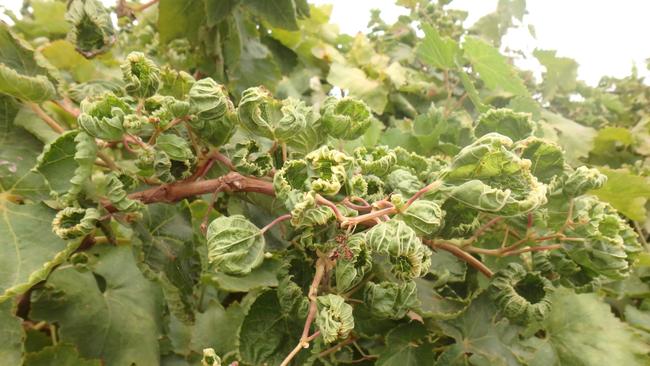 Damage allegedly caused by ADAMA’s contaminated Gibberellic Acid. Some growers have been left no choice but to pull out their vines and lose their income.