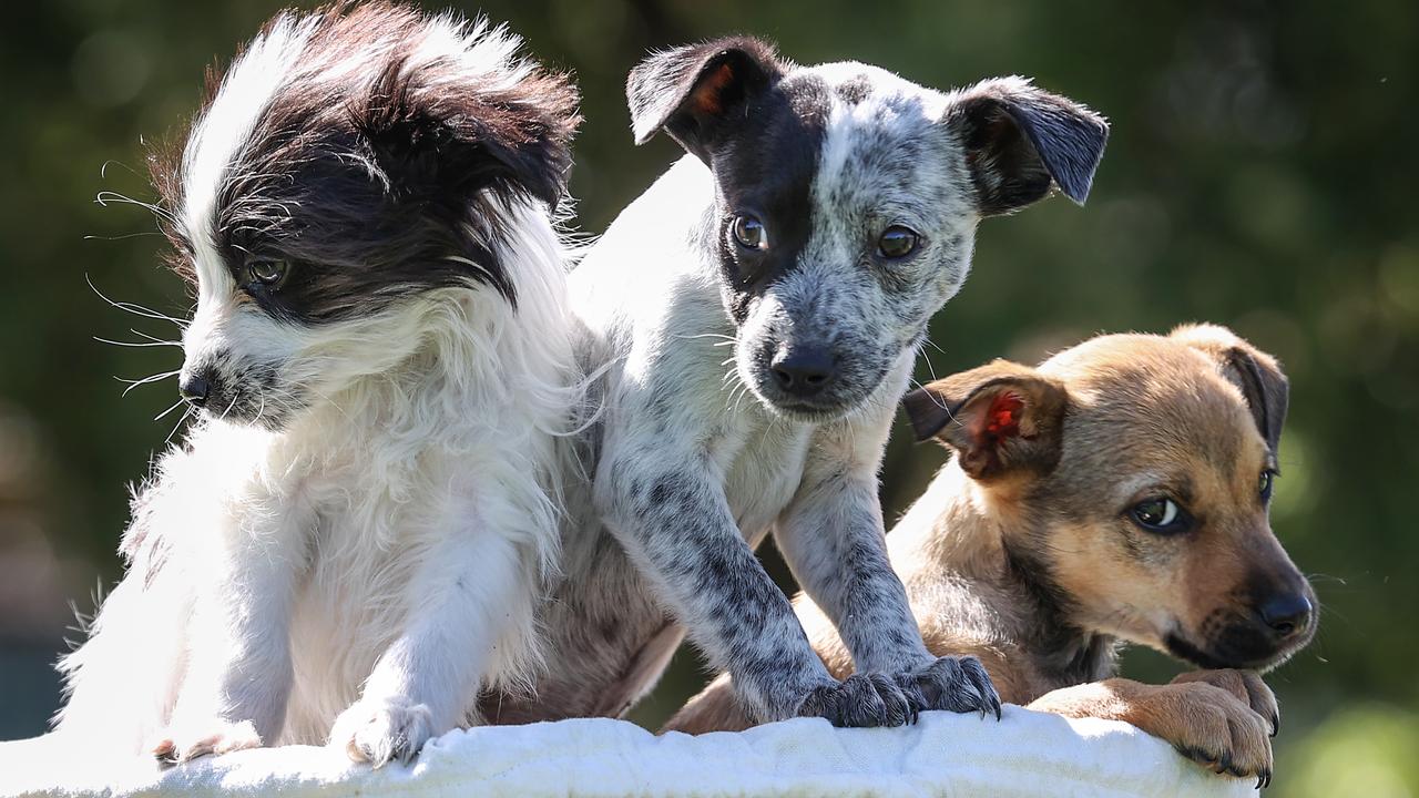 Puppies stolen from embattled Red Centre shelter