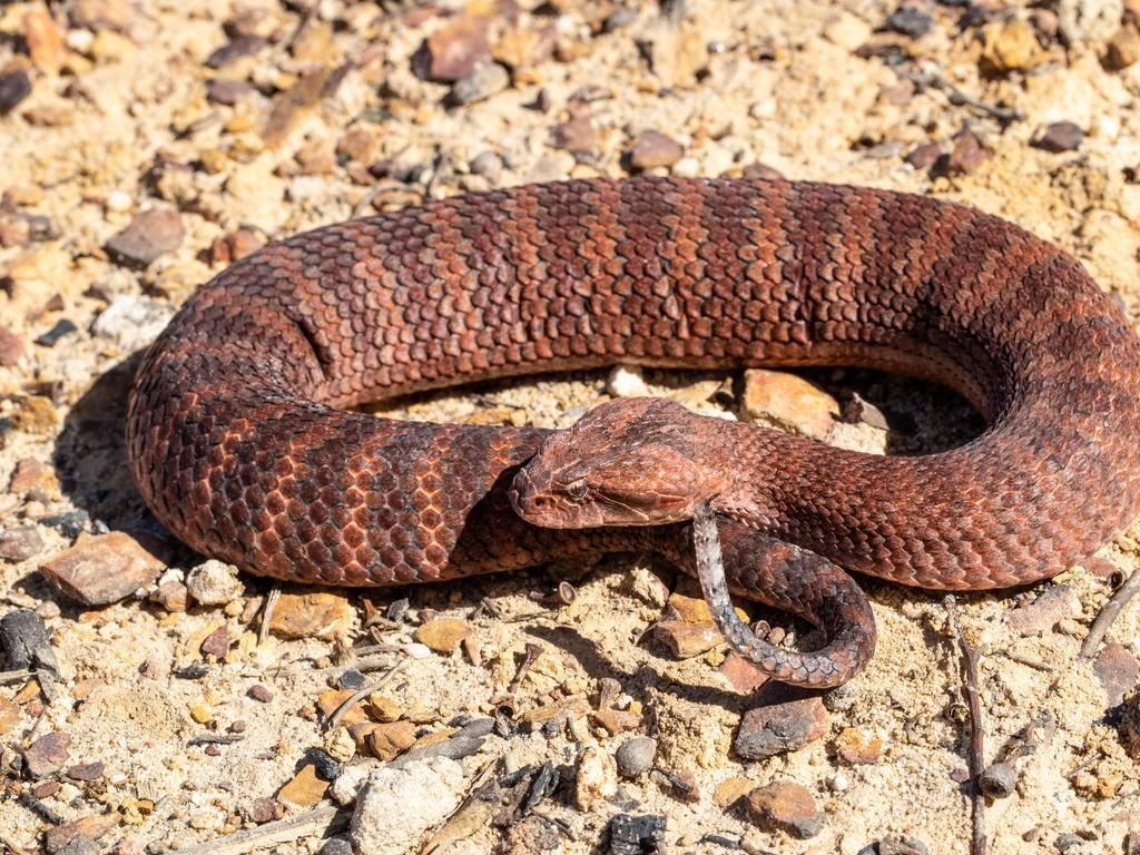 A Common death adder. Picture: supplied.