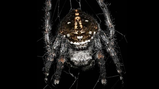 Male spider gives oral up to 100 times during sex | news.com.au ...