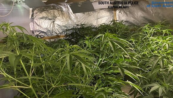 Police seize cannabis from three Brooklyn Park addresses. Picture: SAPOL