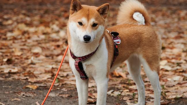 This dog is the mascot of both Dogecoin and Shiba Inu coins. File photo. Picture Annette Riedl/picture alliance via Getty Images