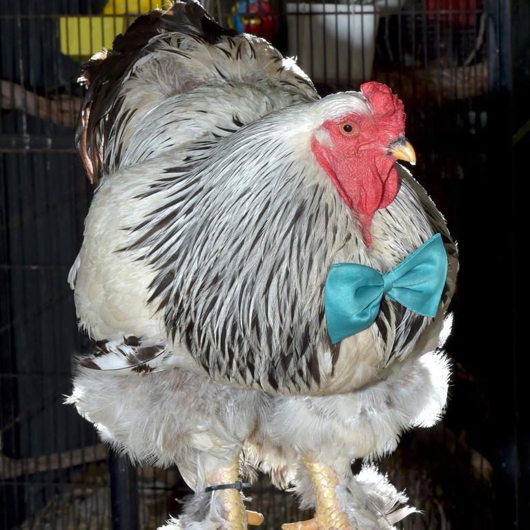 A Brahma chicken (file picture)