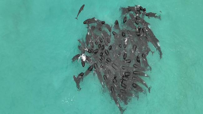 The pod formed a heart before becoming stranded on a WA beach. Picture: Allan Marsh / WA Department of Biodiversity