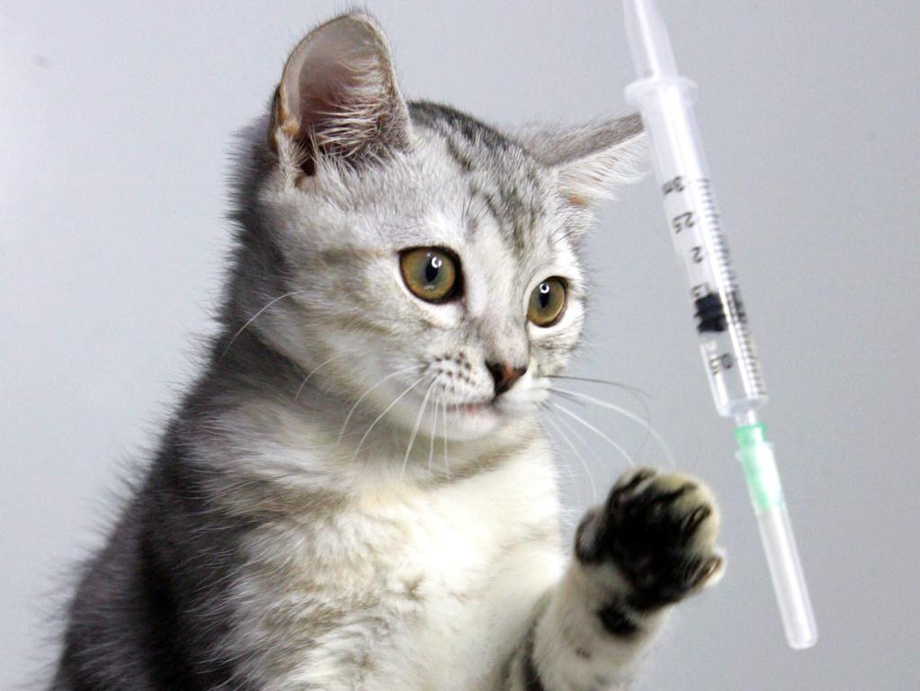 This cute cat is all of us after receiving the coronavirus vaccine