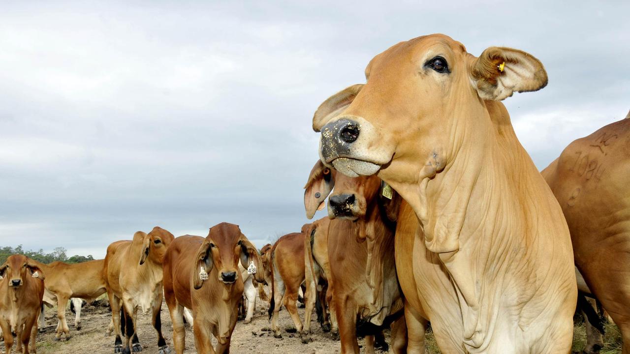 Cattle die from dehydration on Kimberley station | The Weekly Times