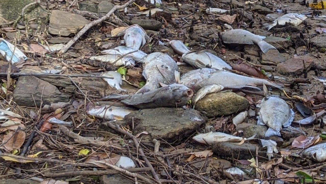 Some of the thousands of fish found dead along the Parramatta River banks. Picture: Kellie Darley