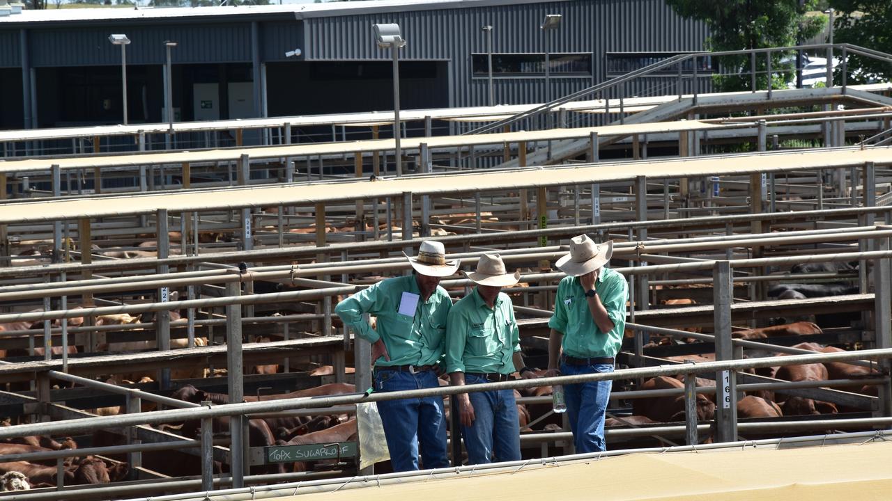 Roma Saleyards were acknowledged as the industry champion of 2023. Photo: Jacklyn O’Brien.