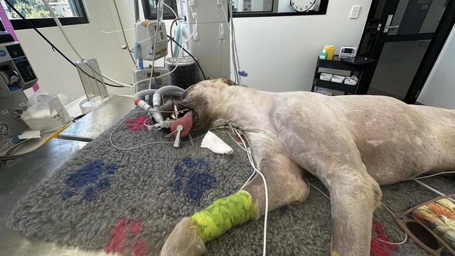 The Albury Wodonga community has started a GoFundMe to help raise money for Hendrix, the therapy dog at Headspace Wodonga after a tick paralysis left him stuck on a ventilator. Picture: Supplied.