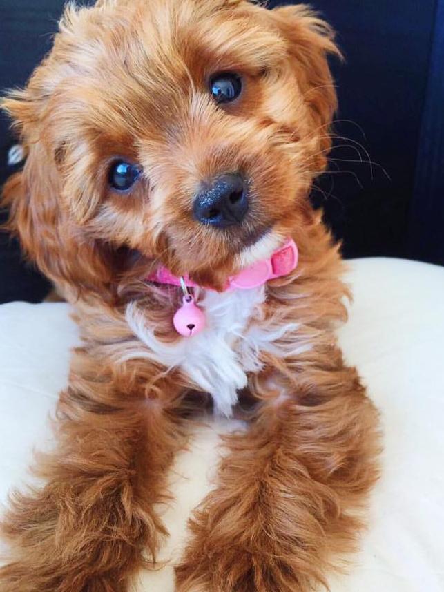 Meet this adorable bundle of fluff, Willow. She is Sam Phillips’ 12-week-old cavoodle.