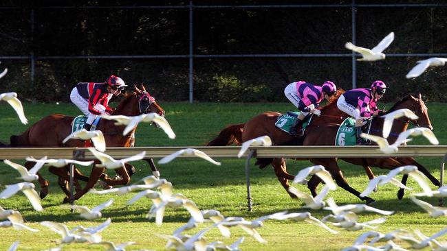 Scotch Gem racing at Canterbury.