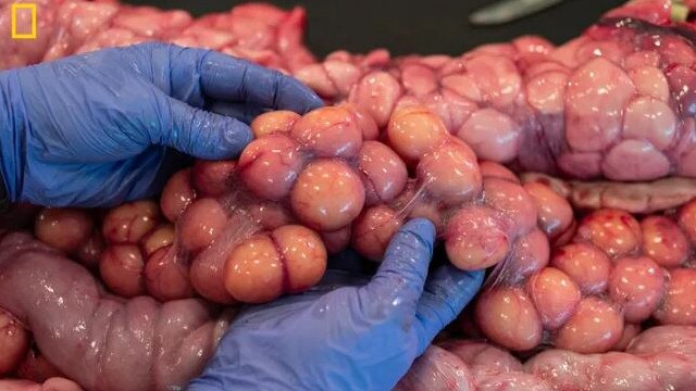 Researcher Ian Bartoszek sifts through dozens of proto eggs while performing a necropsy on the largest female Burmese python ever discovered in Florida. The team counted 122 of these “follicles,” another record-breaking tally. Picture: Maggie Steber, National Geographic