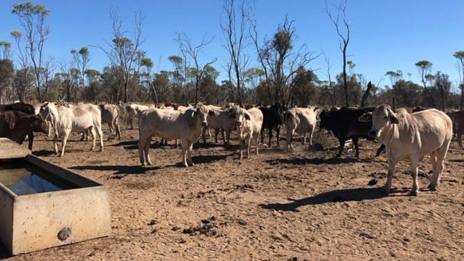 The Northern Territory's Murranji Station was sold to Bunderra Cattle Co for about $23m Picture: Supplied by RuralCo Property