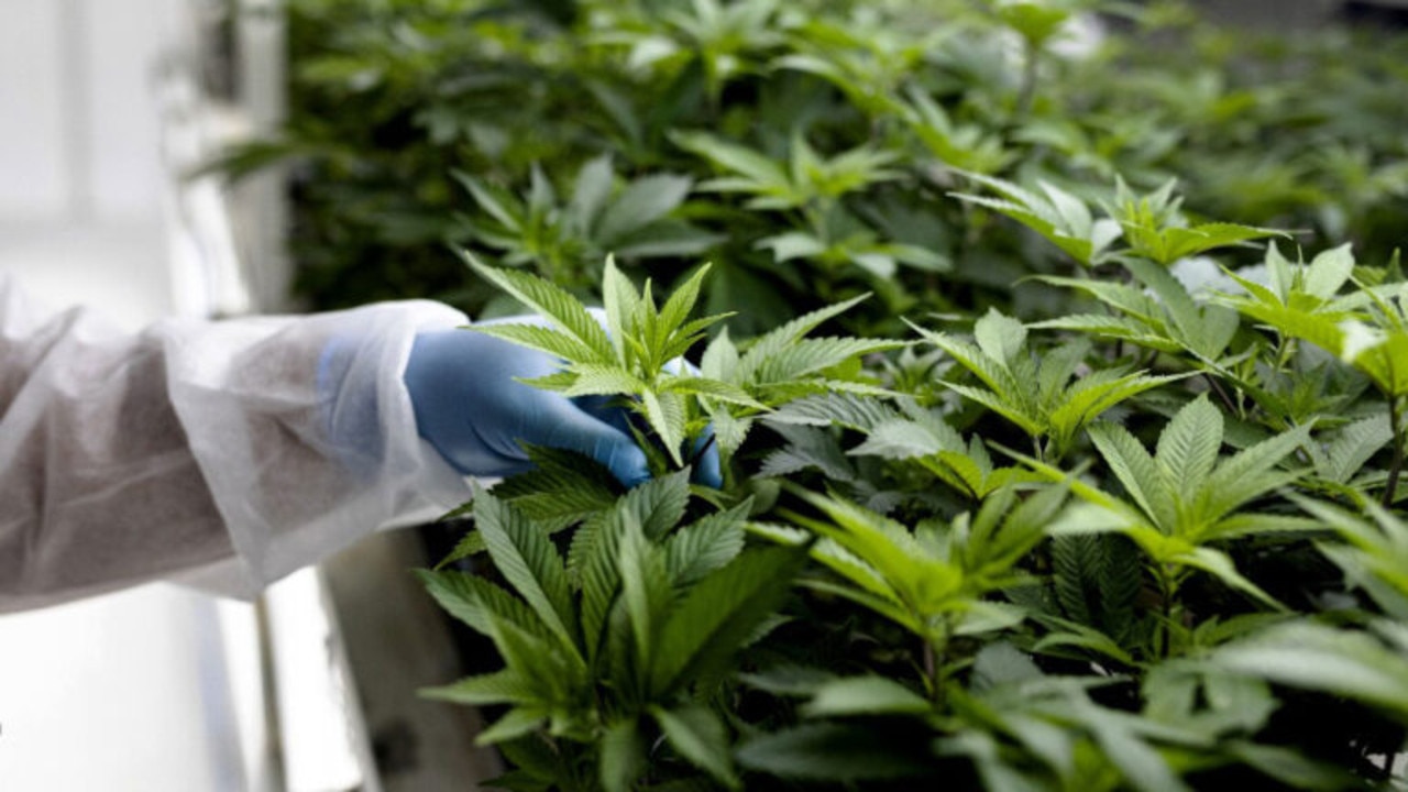 Melodiol closing in on EU GMP licence to fast track cannabis exports to ...