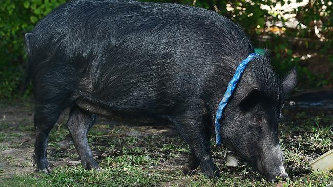 Missy the Razerback pig. Picture: Shae Beplate.