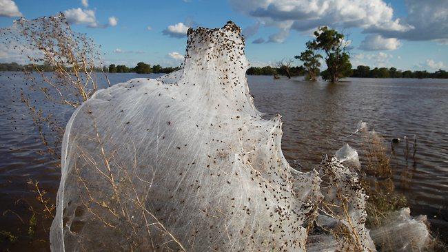 FLOODS NSW