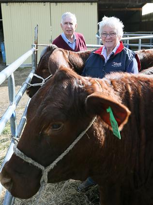 John and June Pilcher run Neelai Santa Gertrudis beef stud at Bothwell. Picture: SAM ROSEWARNE.