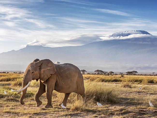 An elephant in Ambosei National Park, Kenya, with a snow-covered Mount Kilimanjaro in the background.