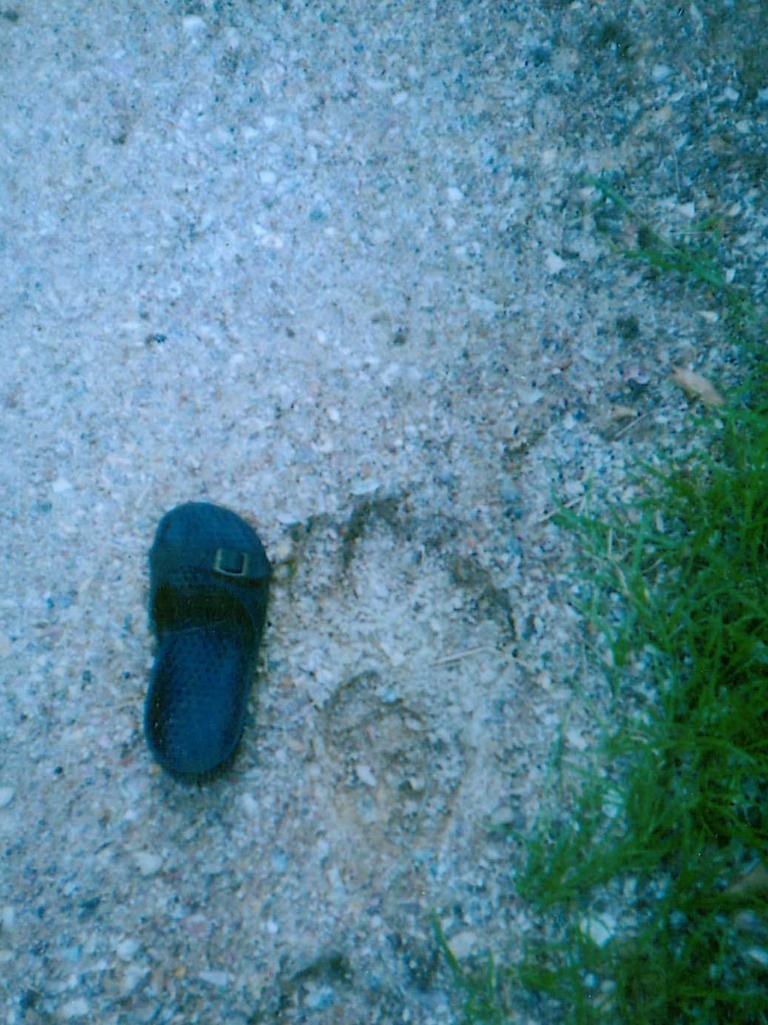 A supposed Yowie footprint found in the Gold Coast Hinterland.