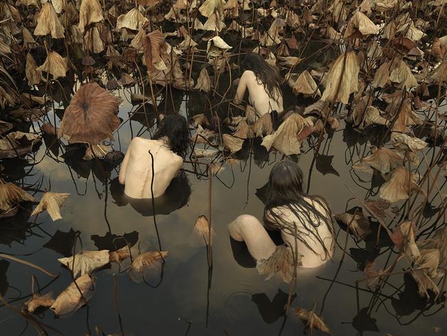 In Our Nature: Sacred Lotus (Nelumbo nucifera) in Autumn. Picture: Tamara Dean