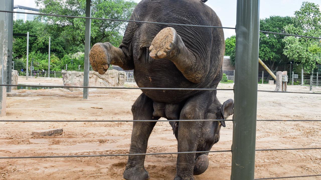 Tess the elephant doing a handstand. Picture: supplied.