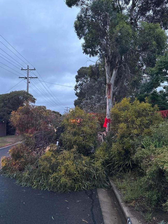 Trees were taken down in wild weather. Picture: Facebook