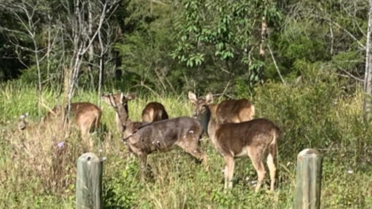 Gold Coast suburbs ‘at risk’ by feral deer causing havoc