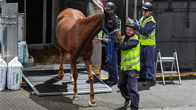 Melbourne Cup favourite Vauban stepping onto Australian soil at Melbourne Airport on Saturday night. Picture: Racing Photos via Getty Images.